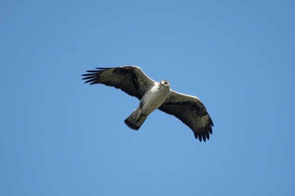 Aigle-de-Bonelli-©-Vincent-Palomares