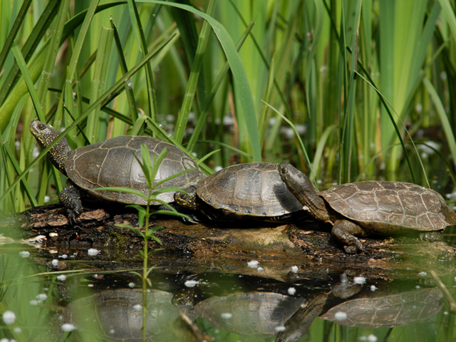Tortues Cistude ©Pierre Juliand
