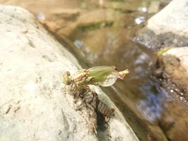 De la larve à la libellule, tout juste libérée de son exuvie : la fragilité de la vie...